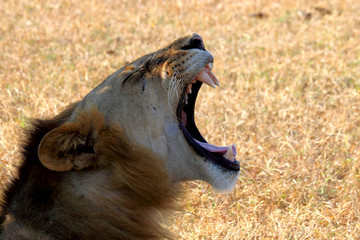 Head shot of African lion yawning.