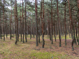 beautiful pine forest, forest path, summer day