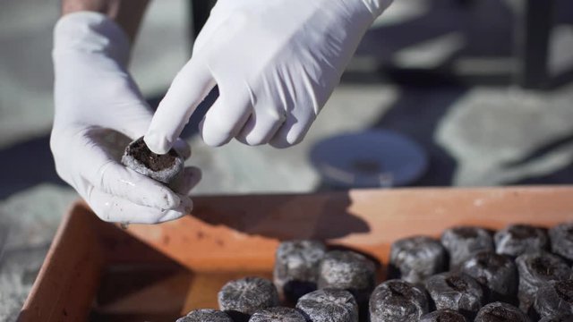 Seeding in peat pellets. Close up of farmer putting some organic seeds of vegetables in little peat pellets for the seedbed. Seed planting. Ecology plantation agriculture.