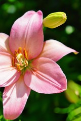 Naklejka premium Pink Asiatic lily flower growing in the garden