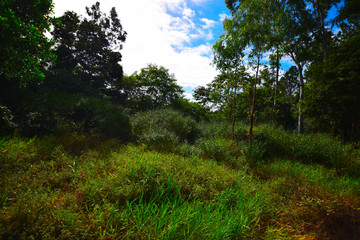 ケアンズの自然