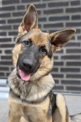 Knappe herder pup