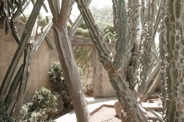 Cactus and succulents in the garden (Funchal, Madeira, Portugal)