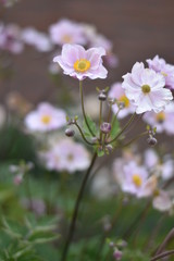 Blühende Herbst-Anemone (Anemone hupehensis)