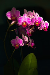 Wünderschöne Orchideen im Lichtkegel