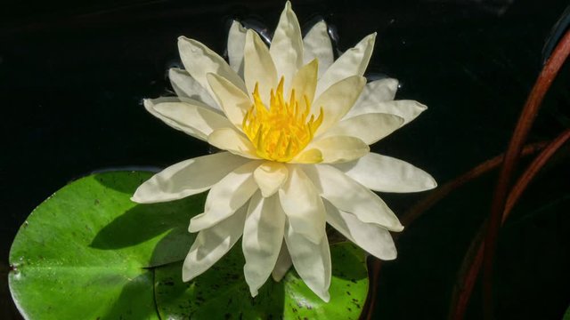 White Fower of Water Lily Blooming in Time Lapse in Summer Day