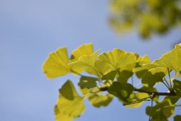 Ginkgo biloba