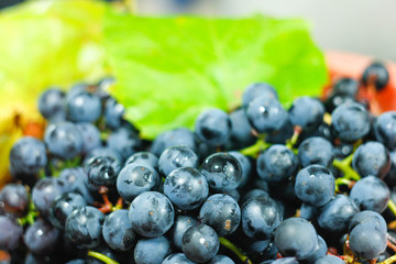 harvest fresh blue isabella grapes,