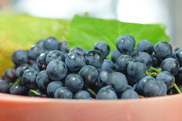 harvest fresh blue isabella grapes,