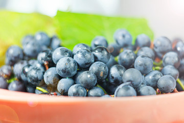 harvest fresh blue isabella grapes,
