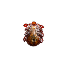 Encephalitis Virus or Lyme Borreliosis Disease or Monkey Fever Infectious Dermacentor Tick Arachnid Parasitic Insect Macro Isolated on White Background