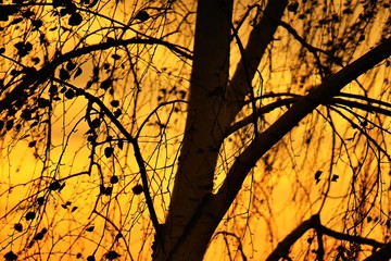 Silhouetted birch tree against orange sunset sky.