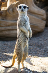 Meercat standing on the log