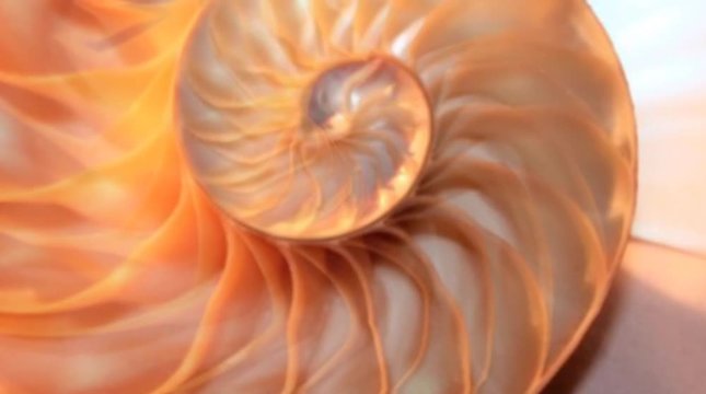 shell nautilus pearl Fibonacci sequence symmetry coral cross section spiral structure golden ratio background mollusk (nautilus pompilius) copy space half split stock, photo, photograph, image,