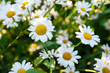 many white daisies in the garden on a background of grass