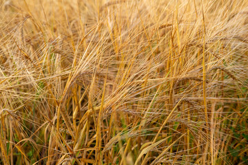 Summer wheat field, farm concept