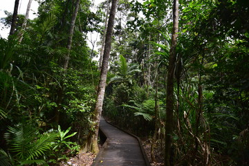 ケアンズの自然