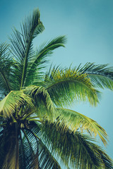 Coconut palm tree foliage under sky. Vintage background. Retro toned poster. - 290296134