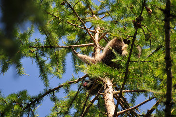 Raccoon sitting high in a tree in the zoo
