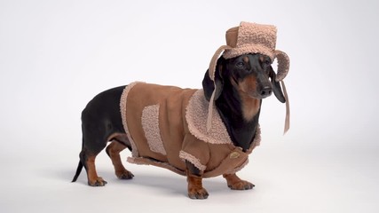 portrait on a cute dog breed dachshund, black and tan,  in winter clothes, fur hat and sheepskin coat,  on white background.