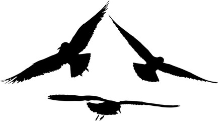 black group of three seagulls silhouettes