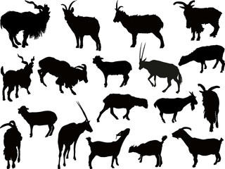eighteen goats silhouettes isolated on white