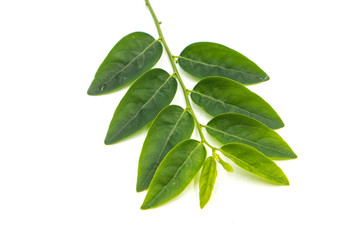 Sauropus isolated in white background