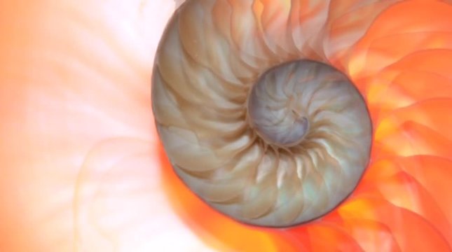 nautilus shell stock Fibonacci stock footage video clip turning golden ratio number sequence natural background half slice section