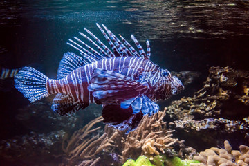 lion fish in very close up in the sea