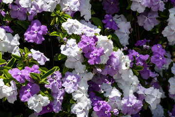 Yesterday-today-tomorrow plant blossoming 