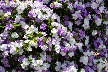 Obraz premium Yesterday-today-tomorrow plant blossoming 