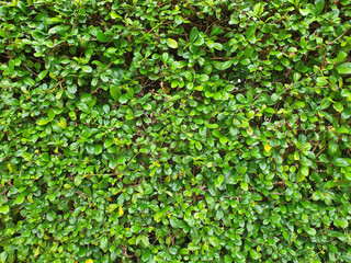 green leaves Background and texture with copy space