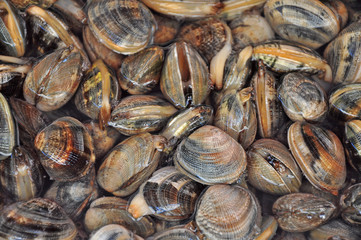 Ortiga  Market , Syracuse, Fish and seafood, gift from the sea