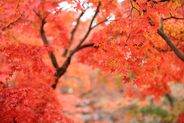 Red leaves in Kyoto garden