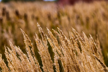 Bushgrass field wild grass and Typha Bulrush movement under the wind in sunset light countryside swampy meadow. © PhoenixNeon