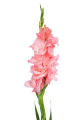 gladiolus flowers isolated