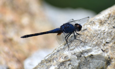 Close up of a blue dragonfly on a rock