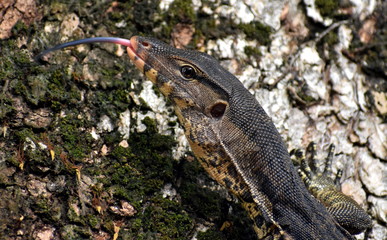 Head of a monitor lizard climbing a tree with its tongue out