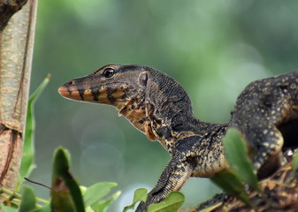 Close up of a monitor lizard climbing a tree