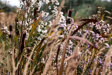 Bushgrass field grass,Typha Bulrush and Sea aster or Tripolium pannonicum. Beautiful little wild flowers movement under the wind. © PhoenixNeon