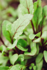 Beetroot leaves macro photography soft focus. Blurred backdrop for organic farm site, restaurant, healthy food blog.