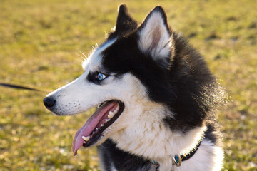 Happy cute Husky dog black and white