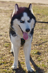 Happy cute Husky dog black and white