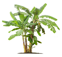 Banana tree isolated on white background © Nattawut