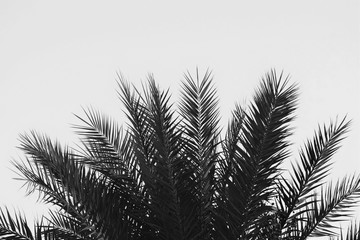 Date palm tree, Famagusta, Cyprus