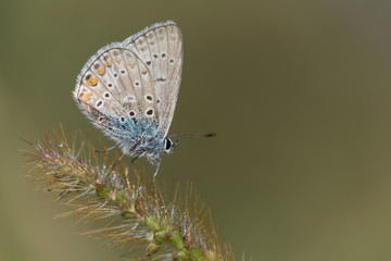 Wonderful portrait of Common blue butterfly (Polyommatus icarus)