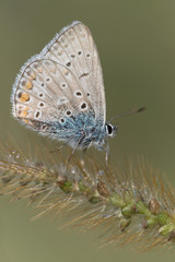 Wonderful portrait of Common blue butterfly (Polyommatus icarus)