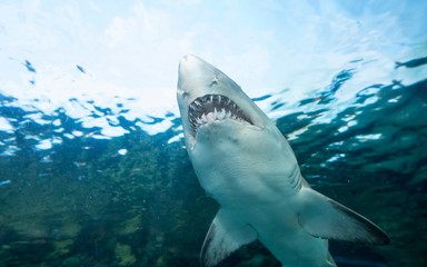 Obraz premium Underwater view of sand tiger shark, carcharias taurus, seen from below.