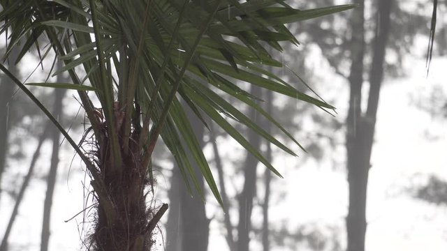 Tropical rain - Palms and raing