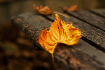 Feuille d'automne sur un banc
